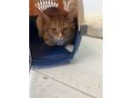 Adopt Binx a Orange or Red Domestic Mediumhair / Domestic Shorthair / Mixed cat