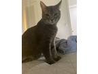 Adopt Fizz a Gray, Blue or Silver Tabby Domestic Shorthair / Mixed (short coat)
