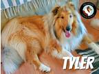 Adopt Tyler a Tan/Yellow/Fawn - with White Collie / Mixed dog in Powell