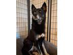 Adopt Kovu a Black - with Tan, Yellow or Fawn German Shepherd Dog dog in Sealy