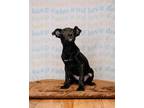 Adopt Cassanova a Black German Shepherd Dog / Labrador Retriever / Mixed dog in