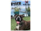 Adopt Ryder (Courtesy Post) a Brindle Boxer dog in Council Bluffs, IA (40748510)