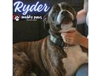 Adopt Ryder (Courtesy Post) a Brindle Boxer dog in Council Bluffs, IA (40748510)