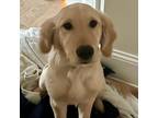 Adopt Bosco a Golden Retriever / Mixed dog in Louisville, KY (41418013)