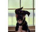 Adopt Denny a Black - with White German Shepherd Dog / American Pit Bull Terrier