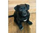 Adopt Asher a Black Pit Bull Terrier / Terrier (Unknown Type