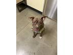 Adopt Seven a Brindle American Pit Bull Terrier / Mixed dog in North Olmsted