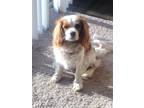 Adopt Daisy a White - with Red, Golden, Orange or Chestnut Cavalier King Charles