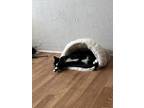 Adopt Checkers a Black & White or Tuxedo Domestic Shorthair / Mixed (short coat)