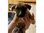 Adopt Ellie a Tan/Yellow/Fawn - with Black German Shepherd Dog / Mixed dog in