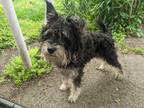 Adopt Cole a Black - with Tan, Yellow or Fawn Schnauzer (Miniature) / Mixed dog