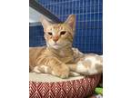 Adopt Prince a Orange or Red Domestic Shorthair / Mixed Breed (Medium) / Mixed