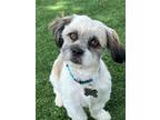 Adopt Ben a White - with Brown or Chocolate Havanese / Mixed dog in San Antonio