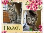 Adopt Hazel a Brown Tabby Domestic Shorthair / Mixed cat in Hamilton