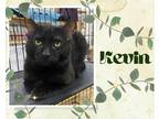 Adopt Kevin a All Black Domestic Shorthair / Mixed cat in Hamilton