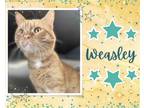 Adopt Weasley a Orange or Red Domestic Shorthair / Mixed cat in Hamilton