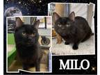 Adopt Milo a All Black Domestic Shorthair / Mixed cat in Hamilton, ON (41418833)