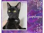 Adopt Snapdragon a Black (Mostly) Domestic Shorthair / Mixed cat in Hamilton