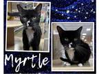 Adopt Myrtle a Black & White or Tuxedo Domestic Shorthair / Mixed cat in