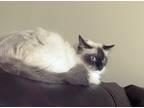Adopt Chanel & Prada a White (Mostly) Ragdoll / Mixed (long coat) cat in Reston