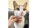 Adopt Mitchell (FCID# 02/22/23-18 Trainer) SN heart meds a Domestic Shorthair /