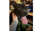 Adopt Ginny a Black - with White American Pit Bull Terrier / Mixed dog in