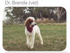 Adopt Brea a White - with Tan, Yellow or Fawn Standard Poodle / Mixed dog in