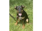 Adopt Tonya a Black Shepherd (Unknown Type) / Mixed dog in Maryville