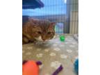 Adopt Dash a Orange or Red Domestic Shorthair / Domestic Shorthair / Mixed cat