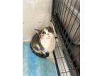 Adopt Tinkie a Gray or Blue Domestic Shorthair / Domestic Shorthair / Mixed cat