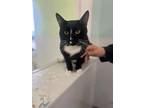 Adopt Pete a All Black Domestic Shorthair / Domestic Shorthair / Mixed cat in