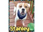 Adopt Stanley a Brown/Chocolate Terrier (Unknown Type, Small) / Mixed dog in