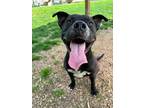 Adopt Ophelia a Black American Pit Bull Terrier / Mixed Breed (Medium) / Mixed