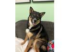 Adopt Picasso a Black Husky / Mixed Breed (Medium) / Mixed (short coat) dog in