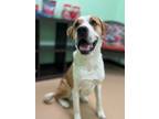 Adopt Simba a Brown/Chocolate St. Bernard / Mixed Breed (Medium) / Mixed (long