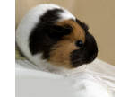 Adopt Cleo a White Guinea Pig / Guinea Pig / Mixed small animal in Voorhees