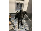 Adopt Olympia a Black Labrador Retriever / Mixed dog in San Marcos