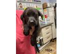 Adopt Zoey a Labrador Retriever / Mixed dog in Darlington, SC (41417132)