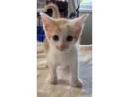 Adopt Sprite a Domestic Shorthair / Mixed (short coat) cat in Darlington