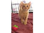 Adopt Sunkist a Domestic Shorthair / Mixed (short coat) cat in Darlington