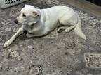 Adopt Austin a White Great Pyrenees / Dogo Argentino / Mixed dog in Conroe