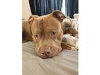 Adopt Atlas a Tan/Yellow/Fawn American Pit Bull Terrier dog in Rocky Face