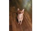 Adopt Nitto a Orange or Red Tabby / Mixed (short coat) cat in Danville