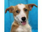 Adopt Norton a Red/Golden/Orange/Chestnut - with White Chiweenie / Fox Terrier