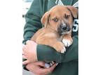 Adopt Judy's Moose a Brown/Chocolate Mountain Cur / Mixed dog in Chantilly