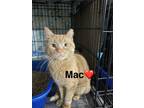 Adopt Mac???? & Jackson???? a Orange or Red Tabby Domestic Shorthair / Mixed