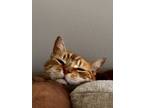 Adopt Taco a Orange or Red Tabby American Shorthair / Mixed (short coat) cat in