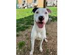 Adopt Hardy a White American Pit Bull Terrier / Mixed Breed (Medium) / Mixed