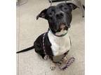 Adopt Malibu a Black Mixed Breed (Medium) / Mixed dog in Hamilton, OH (41403178)