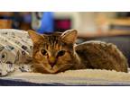 Adopt Shani a Brown Tabby Domestic Shorthair / Mixed (short coat) cat in